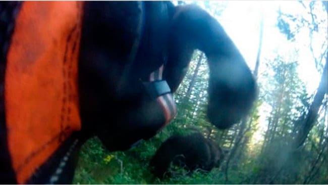 Så här kan det se ut när en tävlande björnhund filmar sitt eget jaktprov i skarpt läge på en frilevande björn.