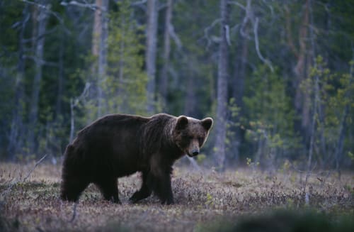 Björnarna ska räknas i Dalarna och då gör Länsstyrelsen och Jägareförbundet gemensam sak. Jägarnas Riksförbund får ingen insyn.