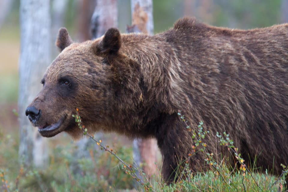 Fyra licensbjörnar fälldes inom en halvtimme i Västernorrland och länsstyrelsen hann inte avlysa jakten innan det sköts två björnar för mycket.