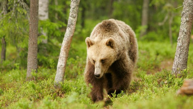 Naturvårdsverket avslår att samordna licensjakten på björn i Västerbotten med älgjakten i september. Myndigheten tycker det är mer säkert och etiskt att björnjakten sker främst med vana björnjägare istället för älgjägare.