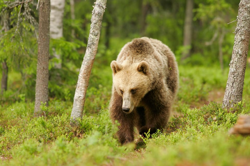 Naturvårdsverket avslår att samordna licensjakten på björn i Västerbotten med älgjakten i september. Myndigheten tycker det är mer säkert och etiskt att björnjakten sker främst med vana björnjägare istället för älgjägare.