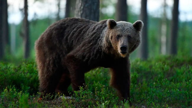 I årets licensjakt på björn i Västerbotten höjs kvoten med två björnar till sammanlagt 28. Max 18 björnar får fällas nedanför odlingsgränsen.