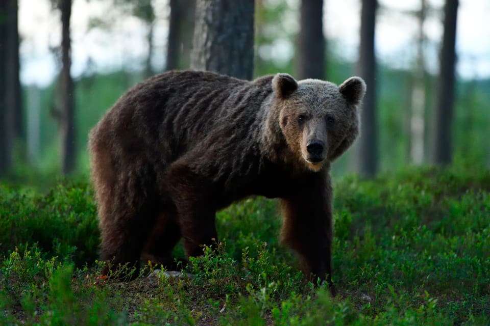 I årets licensjakt på björn i Västerbotten höjs kvoten med två björnar till sammanlagt 28. Max 18 björnar får fällas nedanför odlingsgränsen.