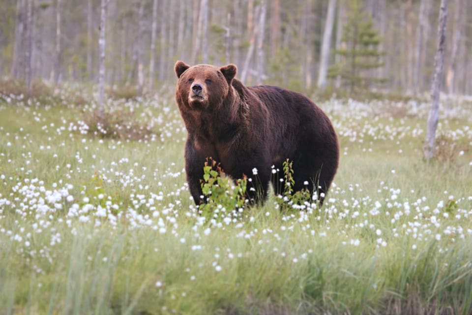 Tilldelningen i Värmlands län är densamma som förra året, då två hanar fälldes.