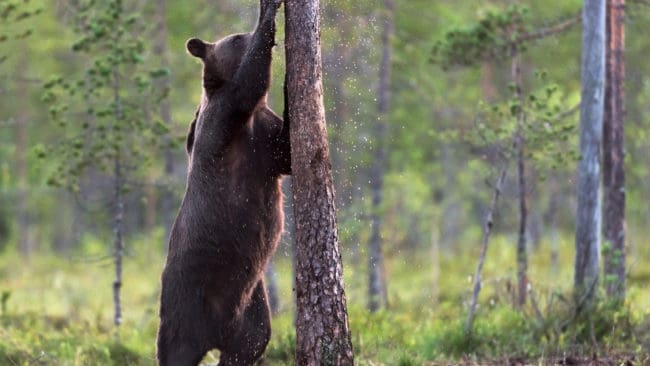Både JRF Dalarna, Idre sameby och föreningen Jaktkritikerna överklagar tilldelningen under årets licensjakt på björn i Dalarna.