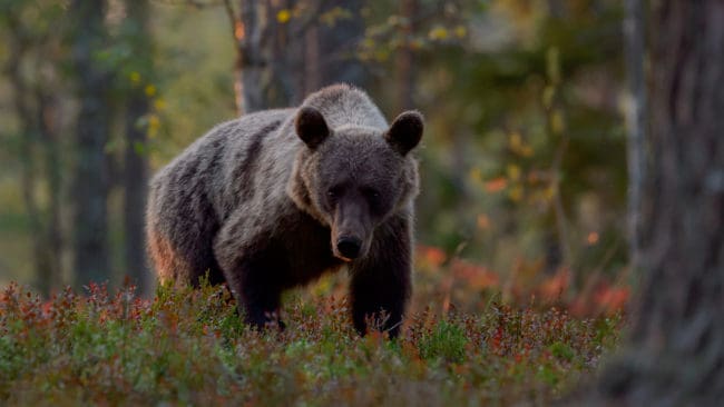 En vecka efter att licensjakten avlysts i Norrbotten fälldes en björn i Kiruna kommun. Skytten är därmed misstänkt för grovt jaktbrott. Från SVA påpekas att det är viktigt att björnjägare kollar med länsstyrelsen hur många björnar det finns kvar på kvoten.