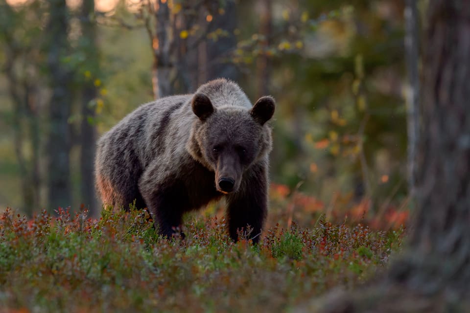 En vecka efter att licensjakten avlysts i Norrbotten fälldes en björn i Kiruna kommun. Skytten är därmed misstänkt för grovt jaktbrott. Från SVA påpekas att det är viktigt att björnjägare kollar med länsstyrelsen hur många björnar det finns kvar på kvoten.