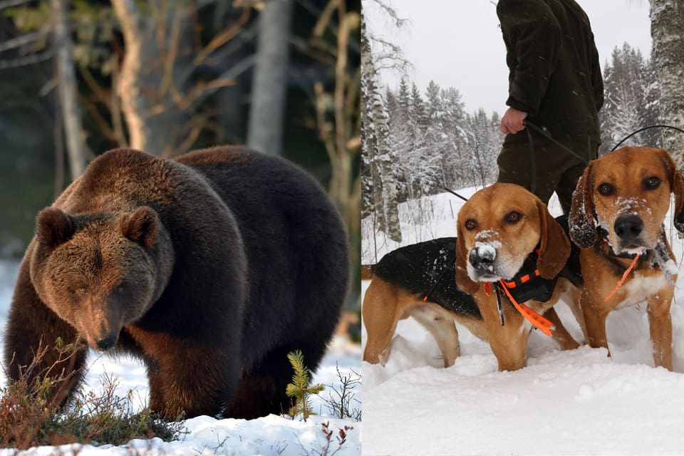 Björnforskare får tillstånd att jaga björn med hund på våren.