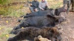 Rumänien kan få allmän jakt på björn eftersom de cirka 6 000 björnarna orsakar allt större skador för jordbrukare och boskapsägare. Dessutom har ett tiotal människor dödats av björn hittills i år.