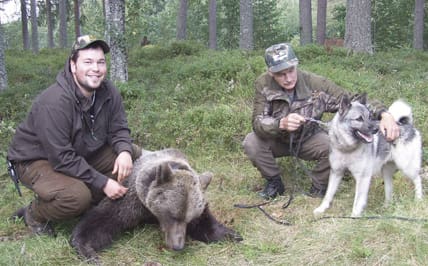 Tobias Johansson lyckades fälla björnhonan, som från början drevs av Bo Svedins unge gråhund Laban.