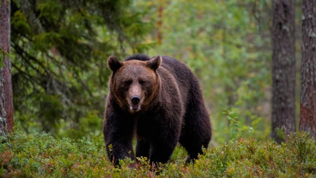 Färre björnar sköts under skyddsjakt i våras i Norrbotten, vilket kan leda till att det blir licensjakt på björn i augusti. Men länsstyrelsen vill väga in björnstammens storlek i länet i det kommande jaktbeslutet.