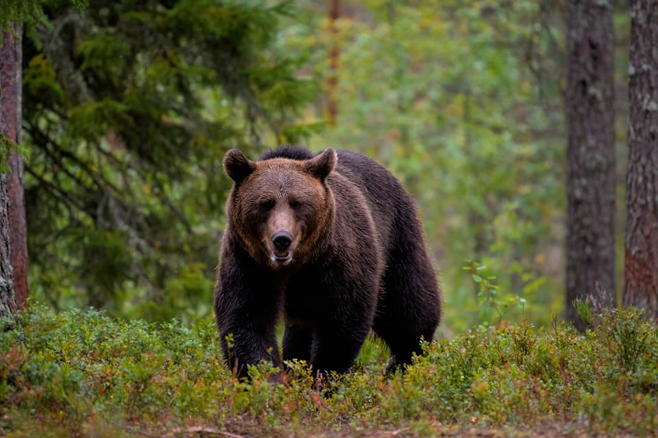 Färre björnar sköts under skyddsjakt i våras i Norrbotten, vilket kan leda till att det blir licensjakt på björn i augusti. Men länsstyrelsen vill väga in björnstammens storlek i länet i det kommande jaktbeslutet.