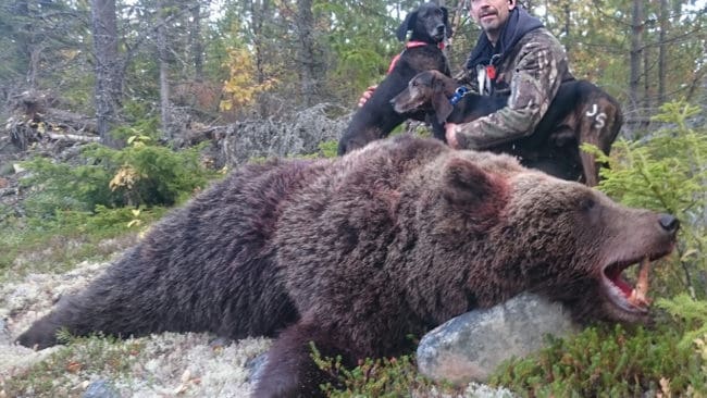 Efter förra årets slopade licensjakt på björn i Norrbotten blir det jakt på 16 björnar i augusti eftersom det i år fällts färre björnar i länet under skyddsjakt.