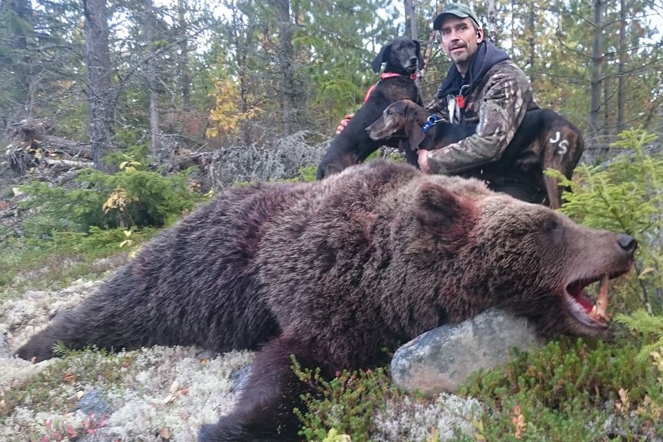 Efter förra årets slopade licensjakt på björn i Norrbotten blir det jakt på 16 björnar i augusti eftersom det i år fällts färre björnar i länet under skyddsjakt.