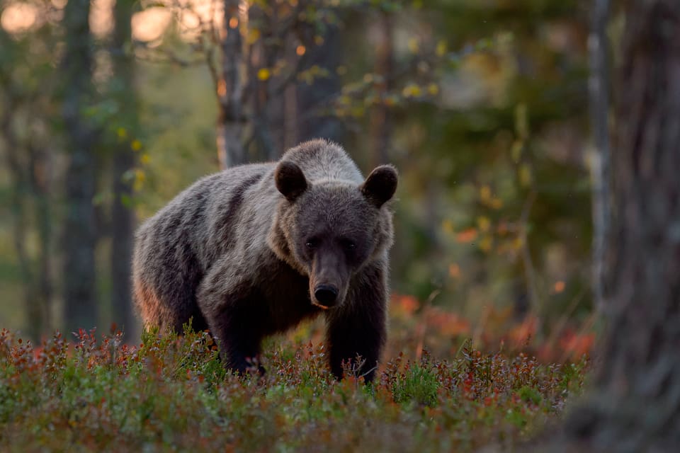 Årets licensjakt på björn i Gävleborg är avlyst innan det ens gått en vecka sedan starten den 21 augusti.