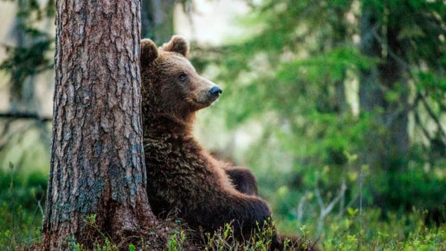 Länsstyrelsen i Västerbotten ansöker hos Naturvårdsverket om att få ha en treårig försöksperiod med samordnad start av björn- och älgjakten i september.