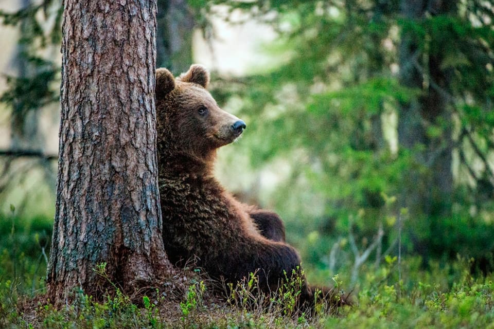 Länsstyrelsen i Västerbotten ansöker hos Naturvårdsverket om att få ha en treårig försöksperiod med samordnad start av björn- och älgjakten i september.