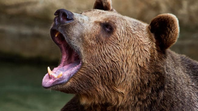 Björnhonan på uppåt 140 kilo hann bita den 30-årige skytten i axeln innan hon dog på Björnberget. Honan anföll när 30-åringens älghund mötte drevet där två hundar jobbade med björnen. (Arkivbild)
