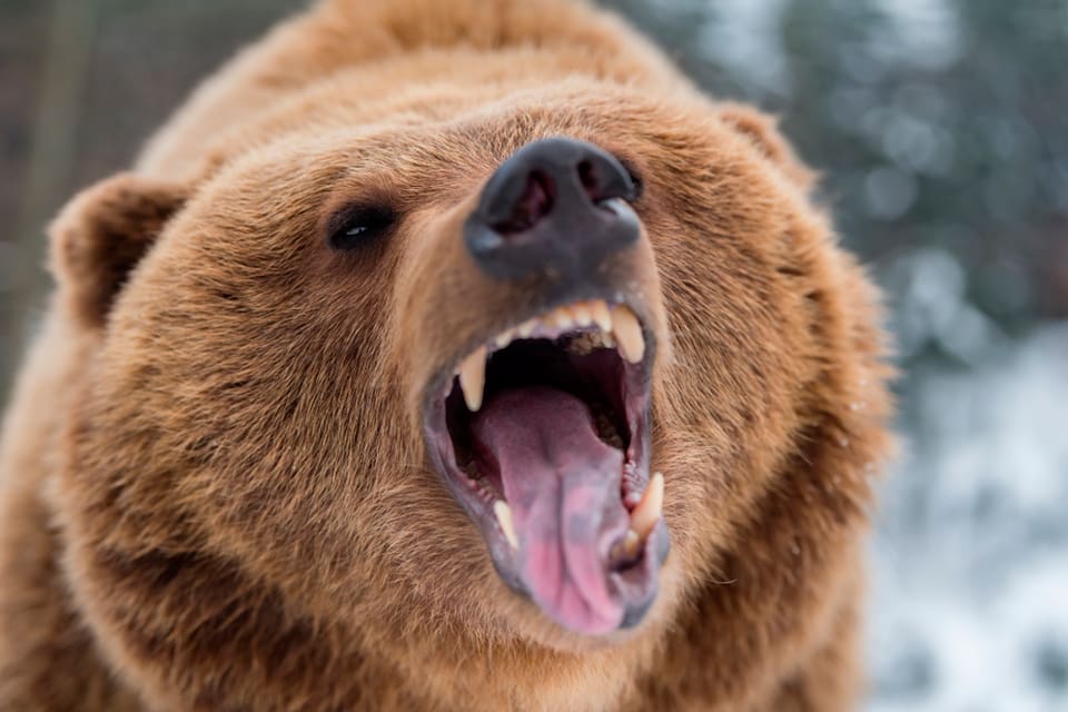Trots flera avlossade skott fick en finsk jägare allvarliga skador sedan han attackerats av en björnhona som tidigare blivit påskjuten två gånger. Han räddades av jakthundarna som fick stopp på attacken. (Arkivbild)
