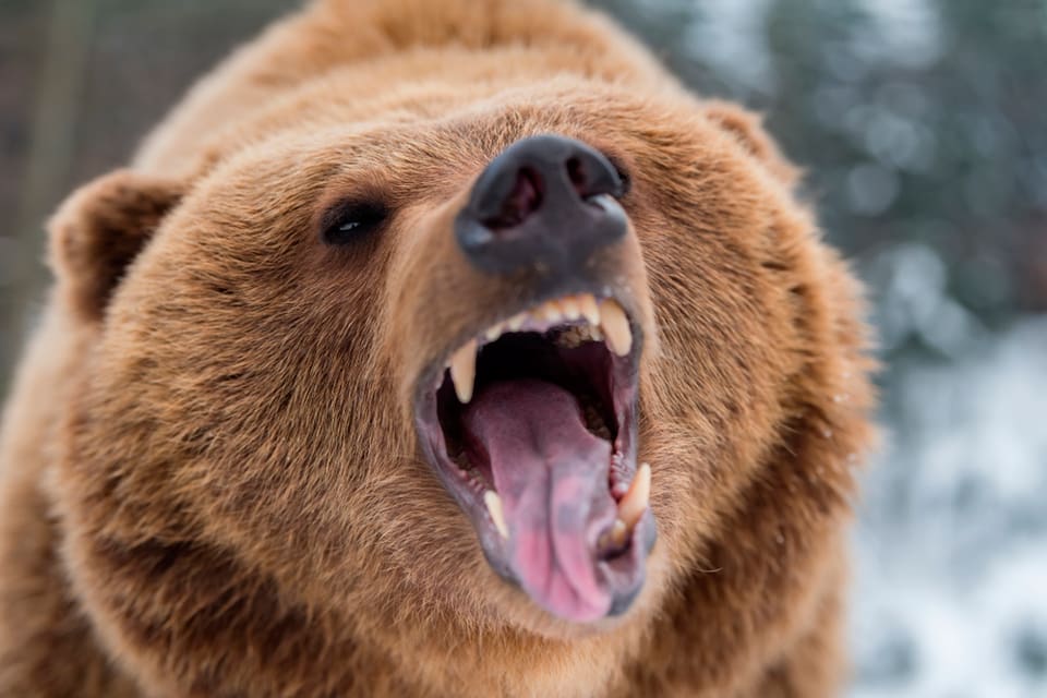 Trots flera avlossade skott fick en finsk jägare allvarliga skador sedan han attackerats av en björnhona som tidigare blivit påskjuten två gånger. Han räddades av jakthundarna som fick stopp på attacken. (Arkivbild)