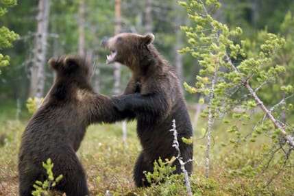 DNA-analysen av björnspillning avslöjar att det kan finns uppåt 1 000 björnar i Jämtland. Men Naturvårdsverket vill ännu inte säga om det får skjutas fler björnar i länet i höst.