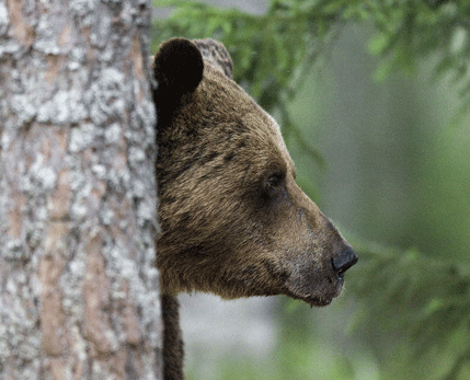 Björnkoll. Björnar har mycket bra koll på människor som närmar sig och ser nästa alltid till att de är osynliga för förbipassarande. Först om en människa är på cirka 40 meters avstånd tar en björn till flykten.