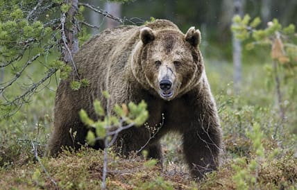 Jägarnas Riksförbund vill ha jakt på 314 björnar och Jägareförbundet 317. Men Naturvårdsverket sätter kvoten till 243 björnar.