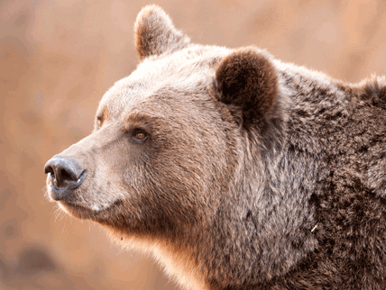 90 björnar får fällas under licensjakten i Jämtland.Det är samma kvot som förra året.