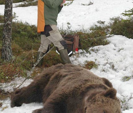 Sven Brunberg vid en sövd björn. Att märka björnar med radiosändare är en omständlig procedur – allt från att avlossa bedövningspilen från en helikopter till alla provtagningar och mått som tas på björnen.