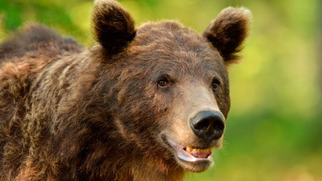 Björnrädda försökspersoner fick ”skugga” sändarmärkta björnar för att få mindre björnfrossa. Men forskaren bakom projektet att minska björnrädsla kan inte ordinera just den metoden i större omfattning.