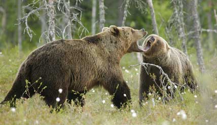 Jägarna vill ha jakt på minst 328 björnar. Men Naturvårdsverket går helt på länsstyrelsernas linje i de sju björnlänen och beviljar jakt på 233 björnar, vilket är en höjning med 49 jämfört med förra året.