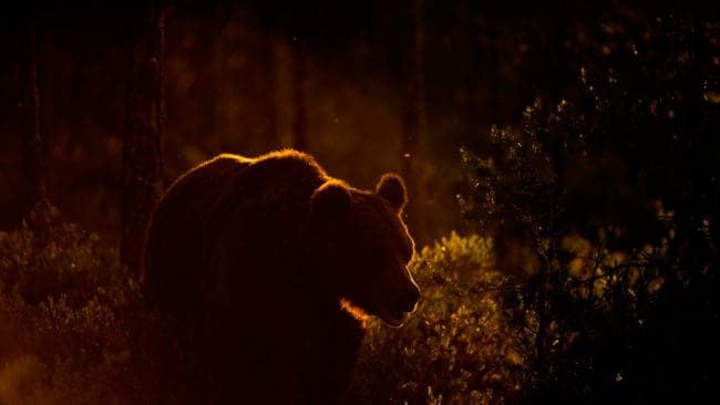 Björnpolitiken för till exempel Västerbotten innebär att förvaltningsmålet blir 240 fler björnar än vad som egentligen behövs i länet. Priset för den politiken betalas av bland andra björndrabbade tamdjursägare med betande djur, som ska hålla landskapet öppet.