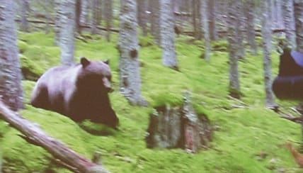 Anfaller hunden. Filmsekvensen, med en kamera på bössan, visar hur björnen är på jakt efter den ena hunden och passerar Rasmus Boström på någon meter. Han väljer att inte skjuta.