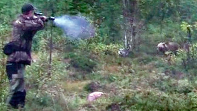En överskjutning skedde vid 10-tiden när björnjakten avlystes i Västerbotten och leder inte till polisutredning. Men den björn som fälldes i Storumans kommun cirka två timmar efter avlysningen utreds som grovt jaktbrott. (Arkivbild)