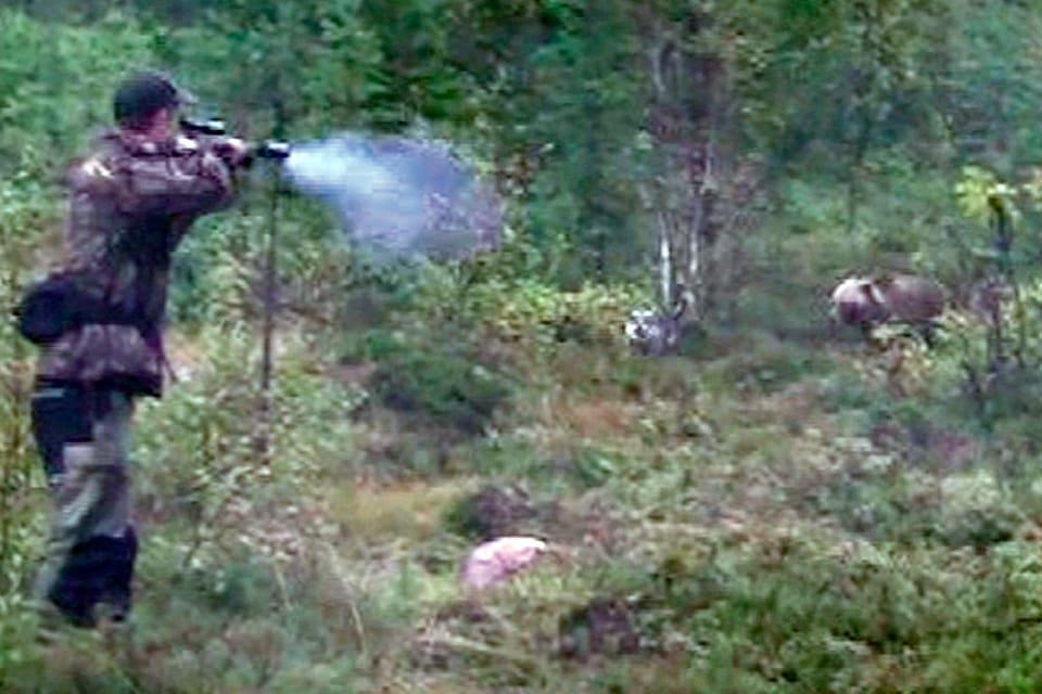 En överskjutning skedde vid 10-tiden när björnjakten avlystes i Västerbotten och leder inte till polisutredning. Men den björn som fälldes i Storumans kommun cirka två timmar efter avlysningen utreds som grovt jaktbrott. (Arkivbild)