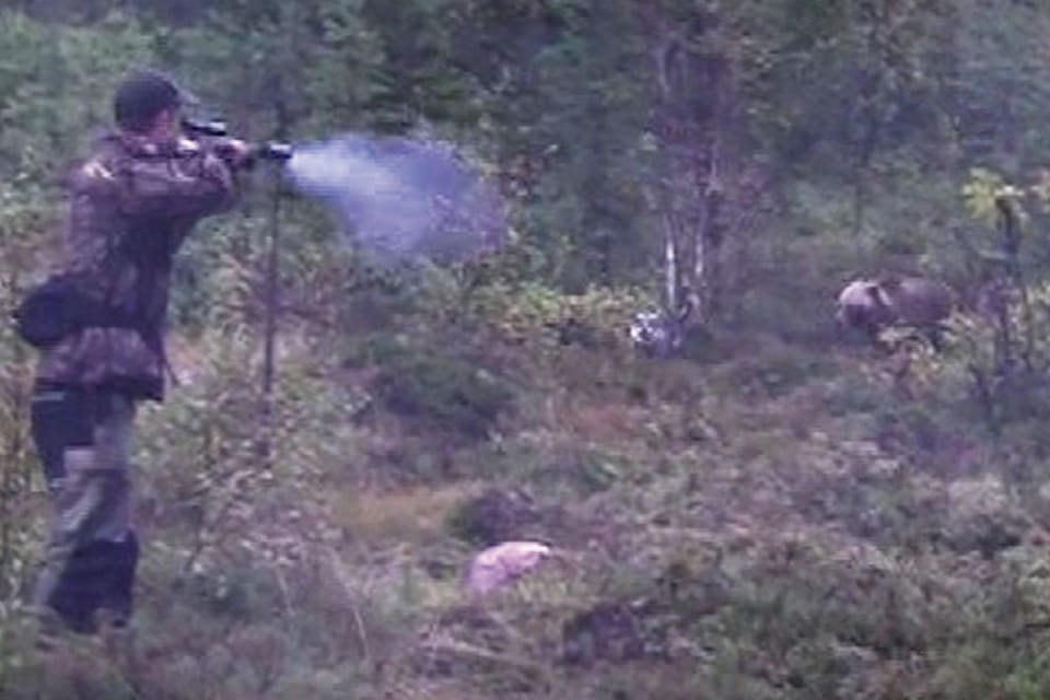 Enskilda björnjägare som använder halvautomater kan slippa göra egna ansökningar om dispens att få ha fem skotts-magasin. Undantaget kan bakas in länsstyrelsens beslut om licensjakt på björn. Bilden är från DVD-filmen Björnjakt med ställande hund.