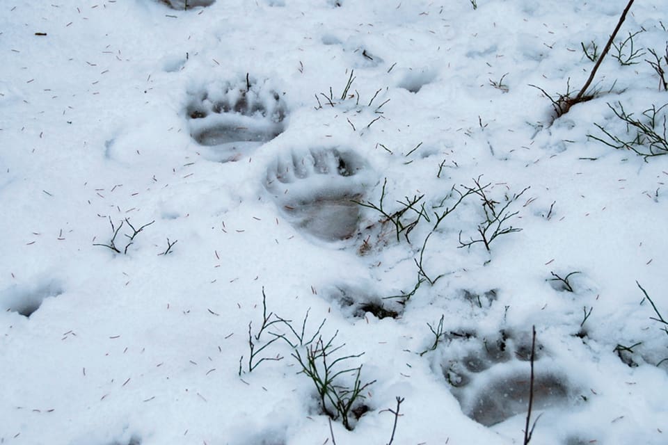 Insamlingen av björnspillning i höstas har gjort att 256 björnar har identifierats i Dalarna med hjälp av DNA-analyser. Det kan motsvara att länet har över 450 björnar, enligt länsstyrelsen.