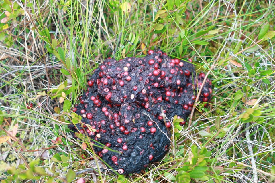 Björnspillningsproven skickas till Naturhistoriska riksmuseet som är nationell samordnare av björninventeringen.