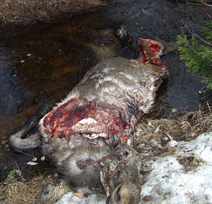 Björntagen älg. Björnen har smörjt kråset med lårstek från den slagna älgen.