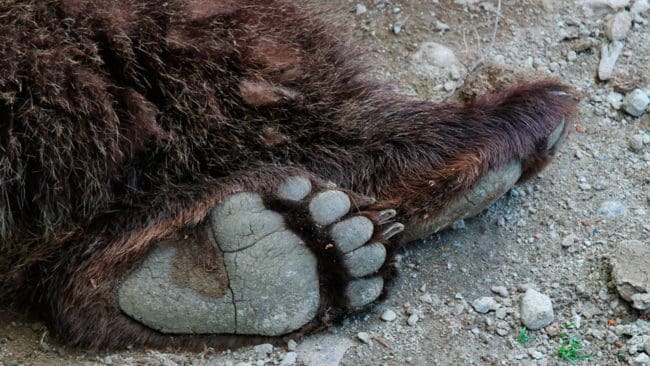 En björnhona utanför Lycksele som haltat runt med en fälla på ena tassen har avlivats av en eftersöksjägare och polisen utreder grovt jaktbrott på grund av skadan efter fällan. (Arkivbild)
