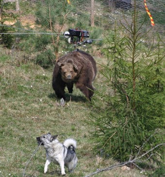 Hjälp, är det en björn!? En hund blir överraskad när vajern till den radiostyrda björnen börjar vina bakom granarna.