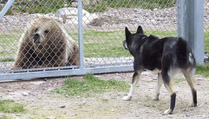 JRF-medlemmar kan testa hur deras hundar reagerar på ett björnmöte.