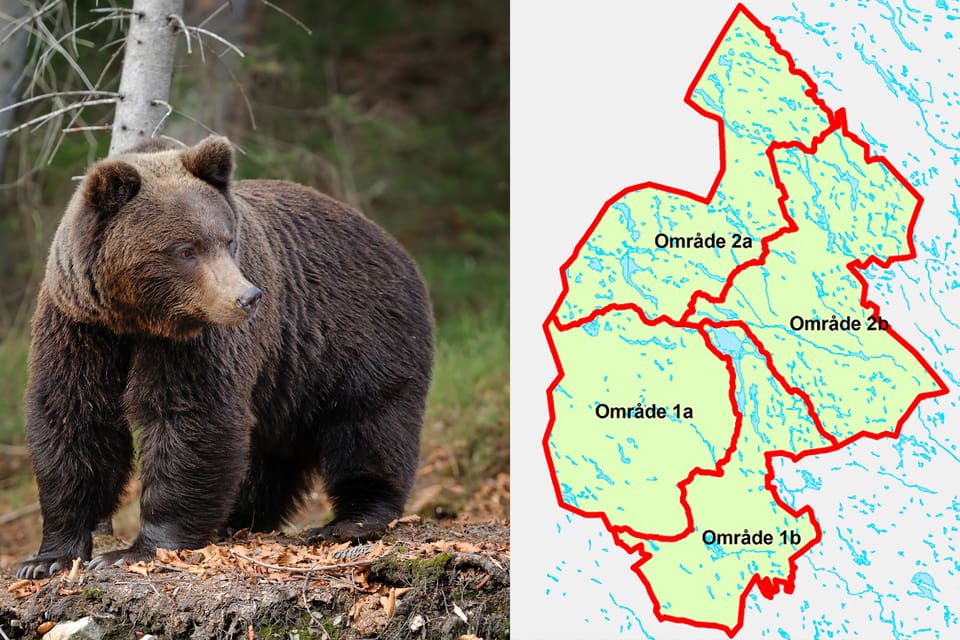 Tilldelningen ökas i årets licensjakt på björn i Jämtland.