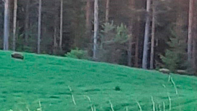 I går natt kunde inte skyddsjägarna komma till skott på grund av att nyfikna björnskådare fanns på plats i Viksjöfors. I går ryckte dessutom en liten grupp rovdjursfantaster ut och överklagade skyddsjakten på en oskygg gräsätande björn i Viksjöfors.