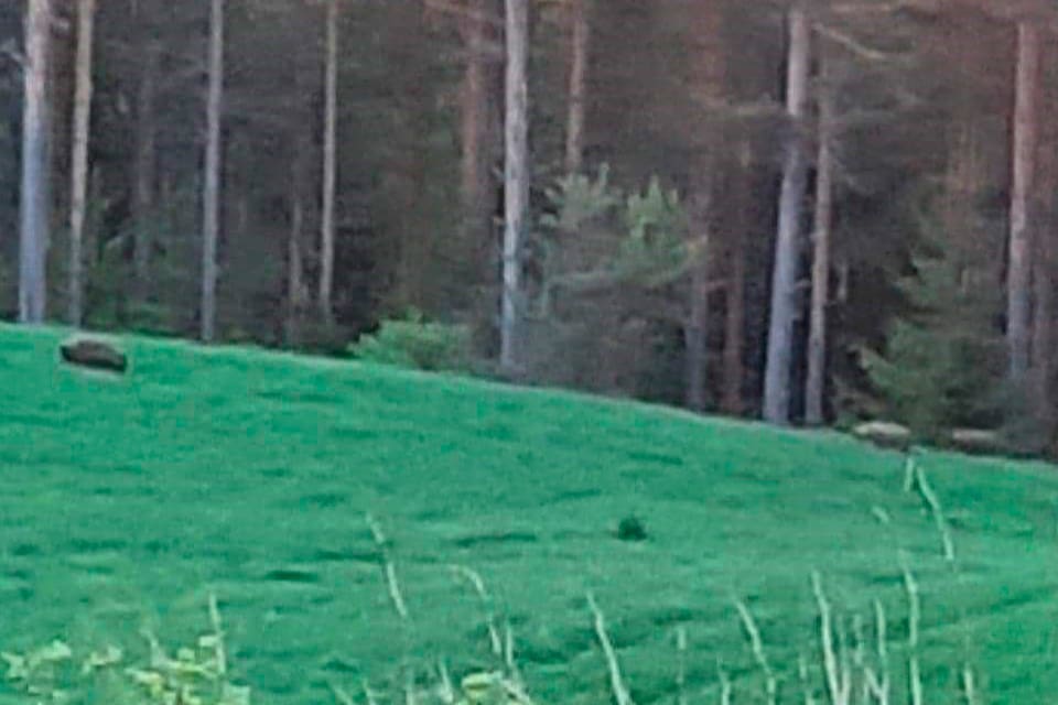 I går natt kunde inte skyddsjägarna komma till skott på grund av att nyfikna björnskådare fanns på plats i Viksjöfors. I går ryckte dessutom en liten grupp rovdjursfantaster ut och överklagade skyddsjakten på en oskygg gräsätande björn i Viksjöfors.