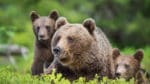 En påkörd björnunge har hittats av jägare.