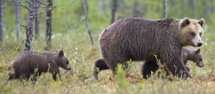 En björnhona med två ungar som är intresserad av en fälld älg kan bli en knepig situation för ett jaktlag. (Arkivbild.)
