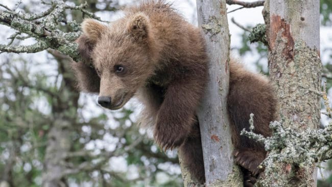 Jägarens hund hade jagat upp björnungen i ett träd.