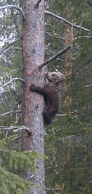 Björnungen är född av björnhonan som går under forskningsnamnet Grivla. Bilden är tagen år 2005. Denna björnunge var tillsammans i idet med björnhonan en andra vinter.