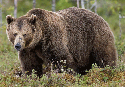 För några år sedan begärde Naturvårdsverket 92 000 kronor i ersättning för en skjuten björn. Frågan är nu vad familjen till en björndödad jägare ska få i ersättning. Beloppet som diskuterats är 150 000 kronor. Tidigare har Naturvårdsverket fastslagit att en varg är värd 100 000 kronor.